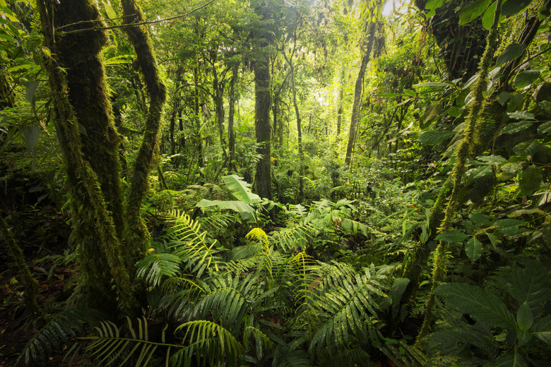 Rainforest Weather Climate Rainforest Weather Climate