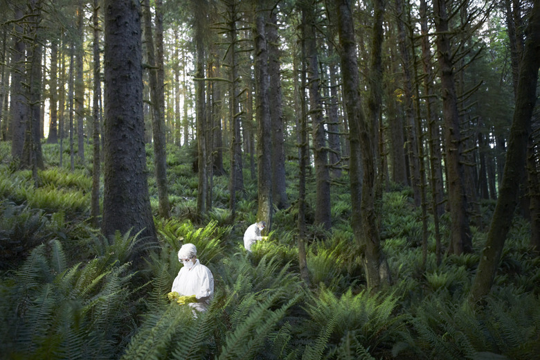 Two people examining in forest