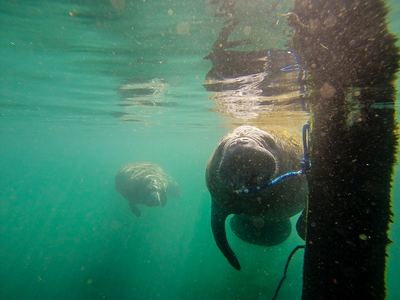 Florida Manatee