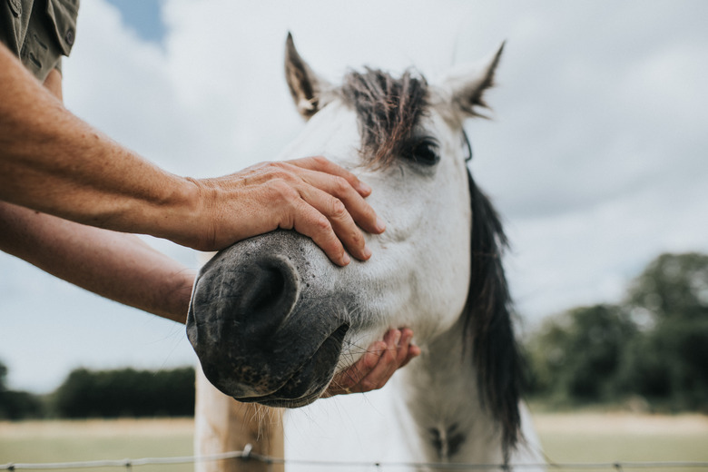 Horse