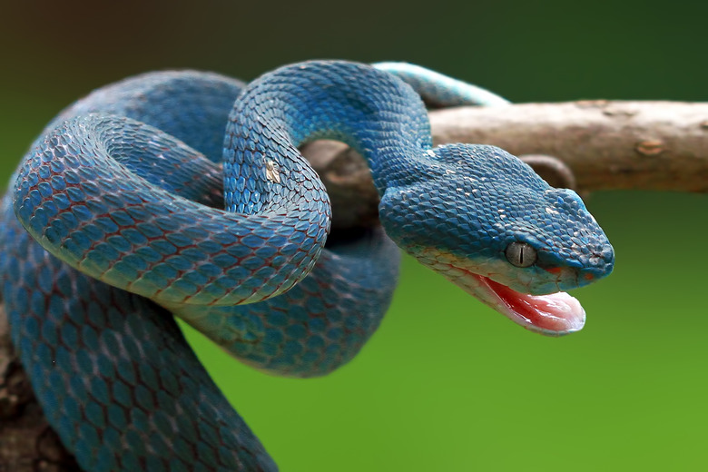 Blue Viper ready to attack, blue insularis, Trimeresurus Insularis