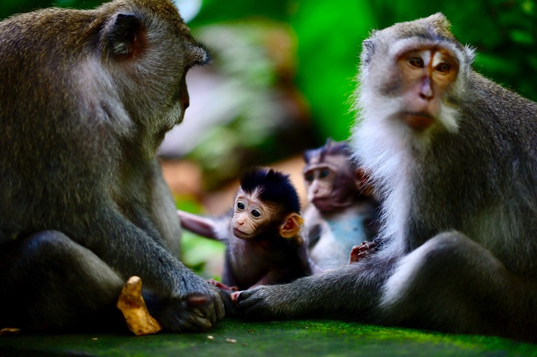 INDONESIA-BALI-MONKEYS