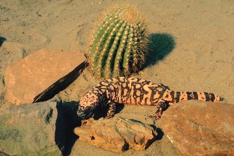 Gila monster in desert