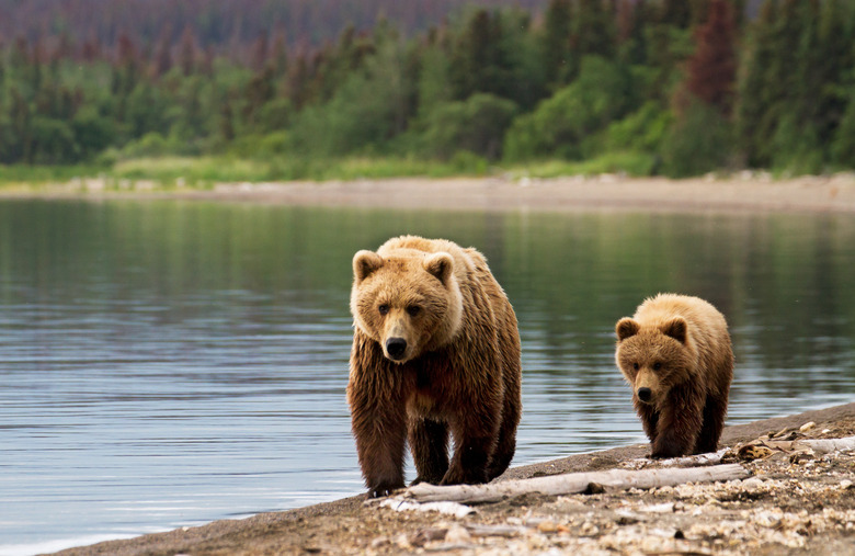 Sow and cub