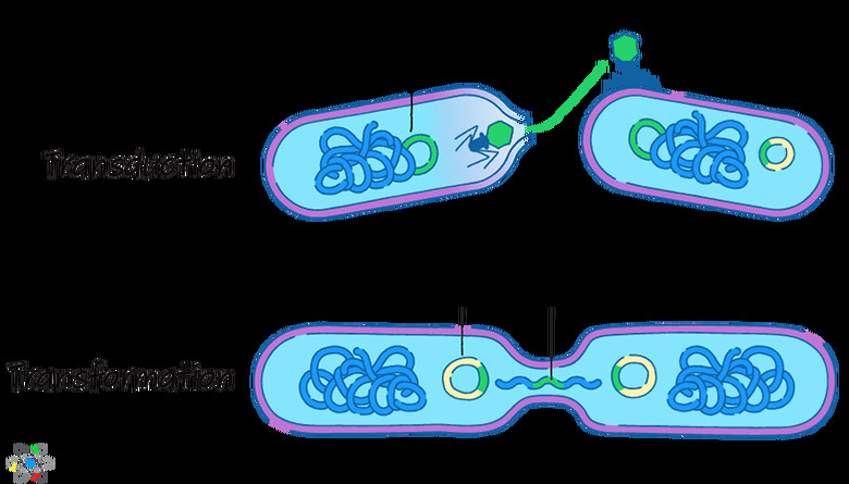 gene transfer prokaryotes diagram