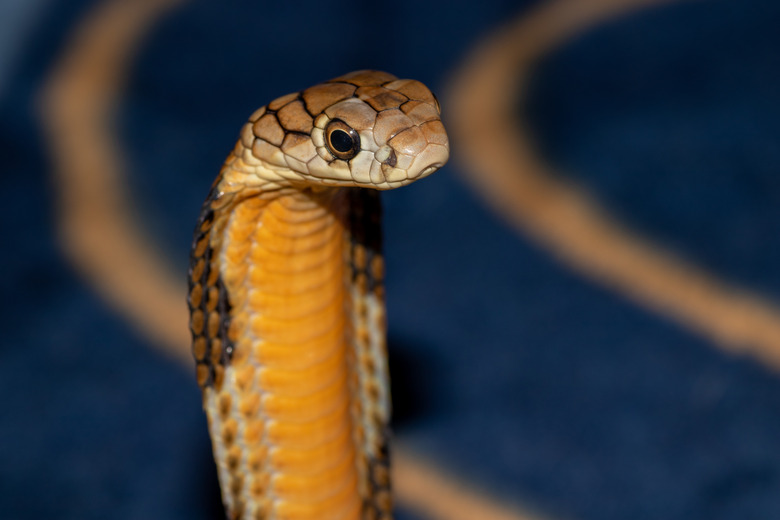 King cobra portrait