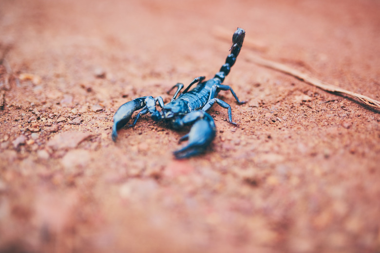 Scorpion