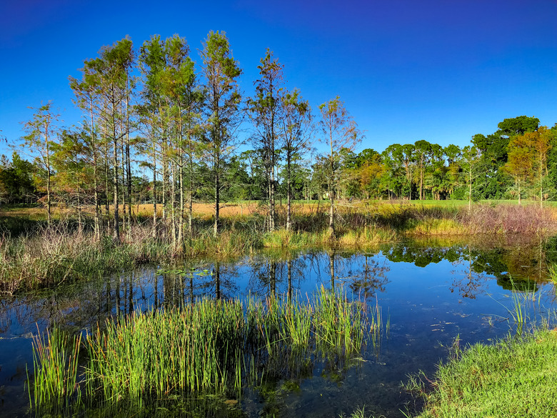 Louisiana Marsh pond