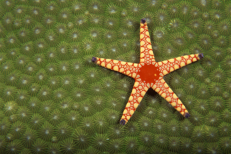 Sea star cleaning reefs by eating algae
