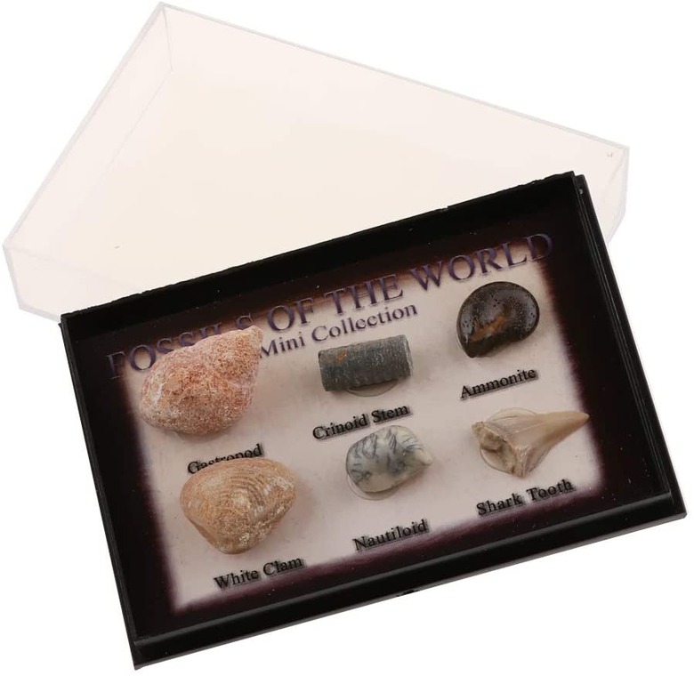 Marine biology specimens kit.
