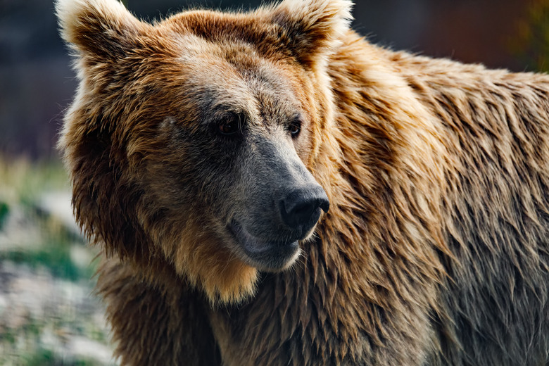 Himalayan brown bear (Ursus arctos isabellinus)